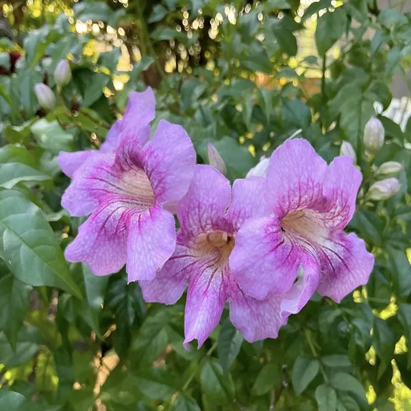 Purple_Colour_Tecoma_Climbers_Flower_Plant_(1-2_Feet_Height)