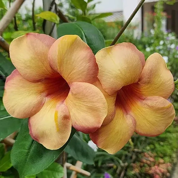 Cream_Colour_Allamanda_Cathartica_Round_The_Year_Flower_Plant_(1-2_Feet_Height)
