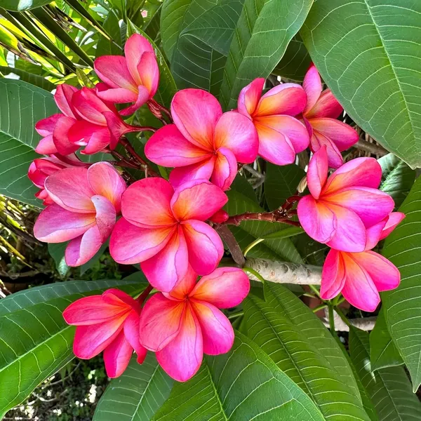 Pink_Colour_Kat_Chapa_Champa_Plumeria_Flower_Plant_(1-2_Feet_Height)