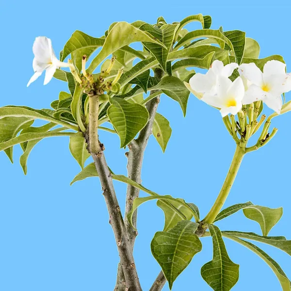 Nag_Chapa_Champa_Plumeria_Flower_Plant_(1-2_Feet_Height)