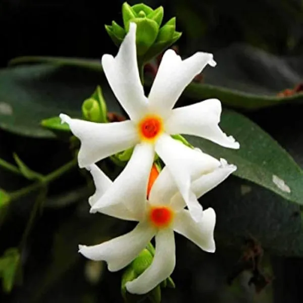 Seuli_Parijat_Flower_Plant_(1-2_Feet_Height)