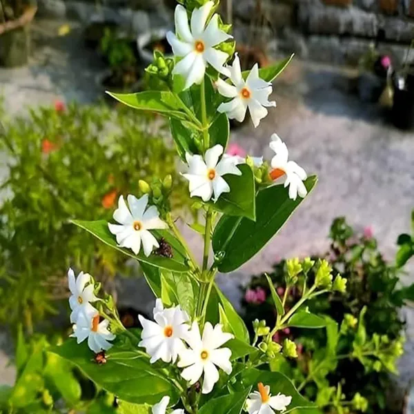 Seuli_Parijat_Flower_Plant_(1-2_Feet_Height)