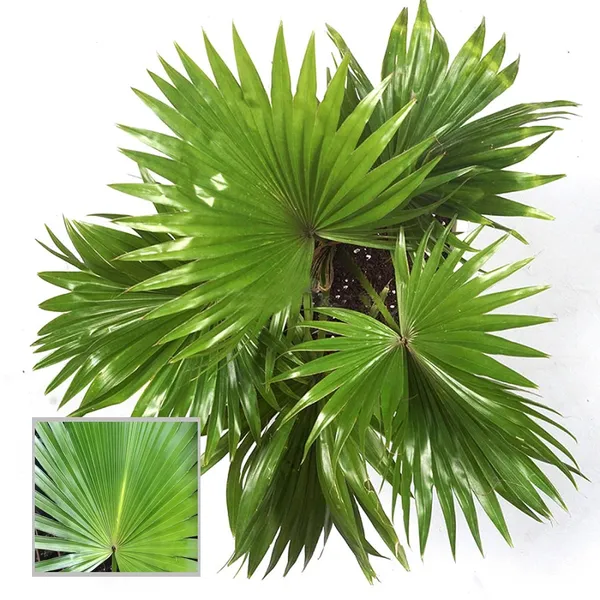 Chinese_Fan_Palm_Ornamental_Plant_(1.5-3_Feet_Height)