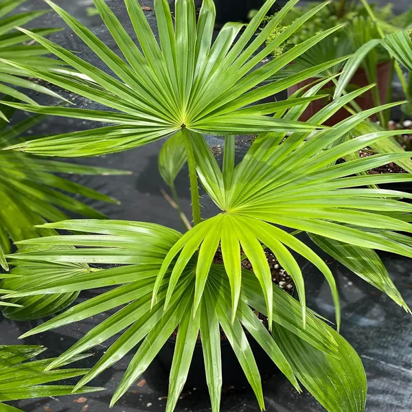 Chinese_Fan_Palm_Ornamental_Plant_(1.5-3_Feet_Height)