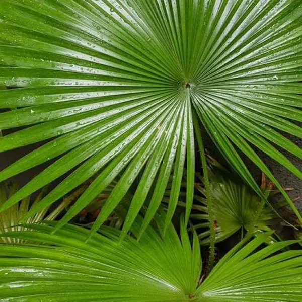 Chinese_Fan_Palm_Ornamental_Plant_(1.5-3_Feet_Height)