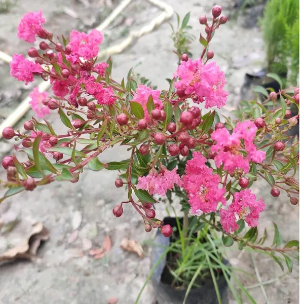 Pink_Colour_Furush_Flower_Plant_(1-2_Feet_Height)