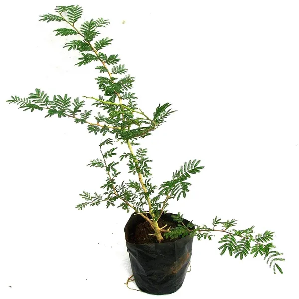 Shami_Plant_(1.5-3_Feet_Height)