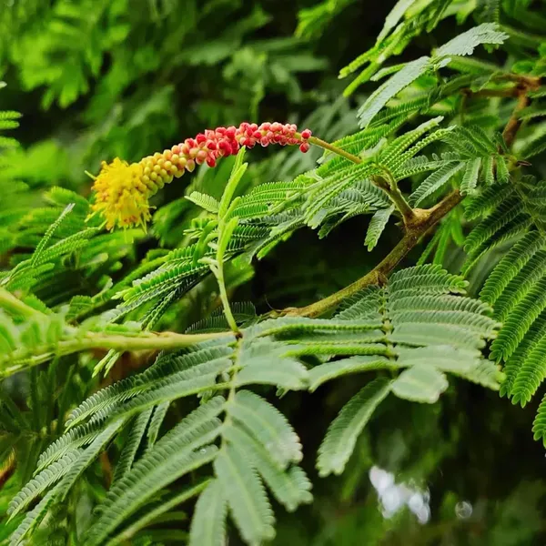 Shami_Plant_(1.5-3_Feet_Height)