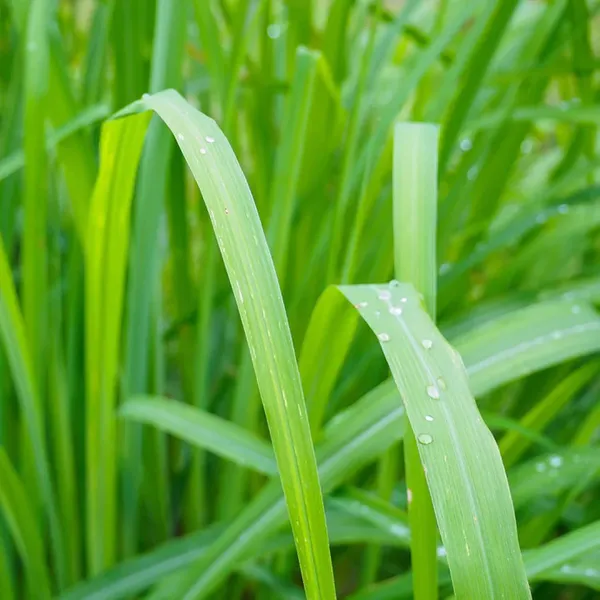 Lemon_Grass_Plant_(1.5-3_Feet_Height)