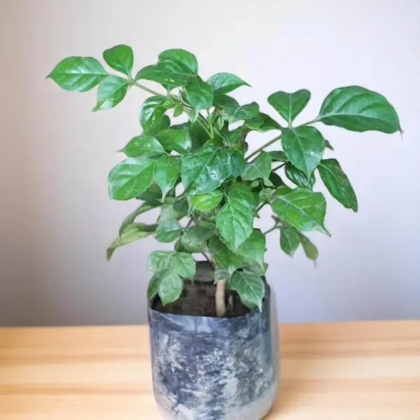 China_Doll_Ornamental_Plant_(1.5-3_Feet_Height)