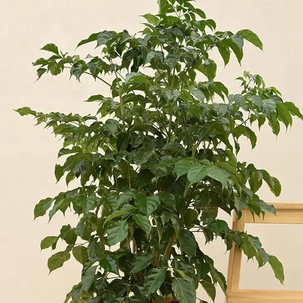 China_Doll_Ornamental_Plant_(1.5-3_Feet_Height)