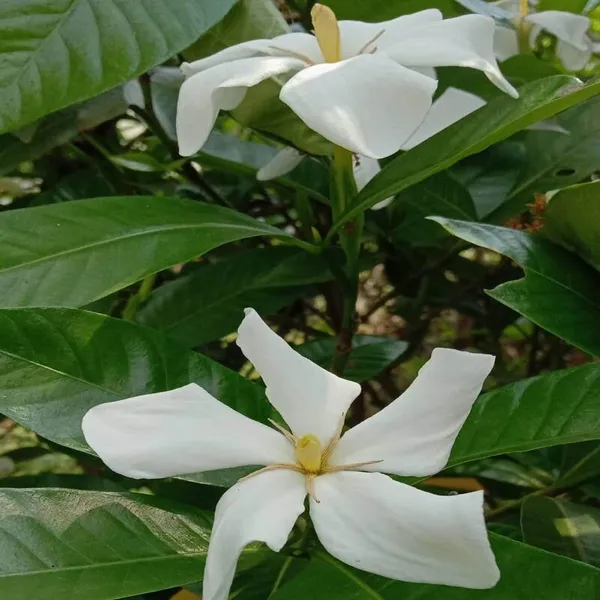 Hing_Spice_Plant_(1.5-3_Feet_Height)