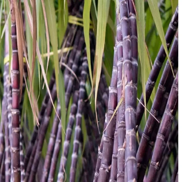 Soft_Filipino_Black_Sugarcane_Ganna_Plant_(1.5-3_Feet_Height)