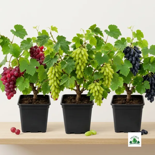 Premium_3-in-1_Seedless_Grape_Live_Plant_Combo_–_Black_Sharad,_Super_Sonaka_Green_&_Red_Flame_(Grafted_/_Air-Layered)