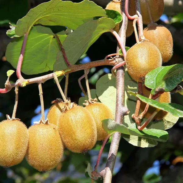 Hayward_Kiwi_Grafted_Fruit_Live_Plant_(2-3_Feet_Height)