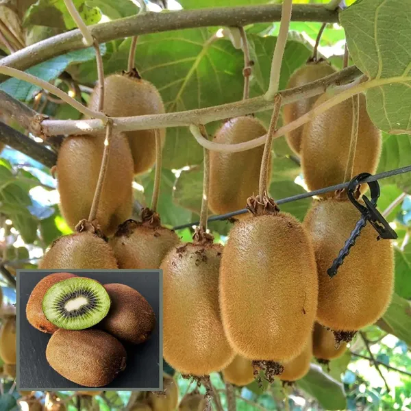 Hayward_Kiwi_Grafted_Fruit_Live_Plant_(2-3_Feet_Height)
