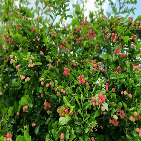 Karonda_Carissa_Carandas_Cherry_Cherries_Layering/Grafted_Plant_(1-2_Feet_Height)