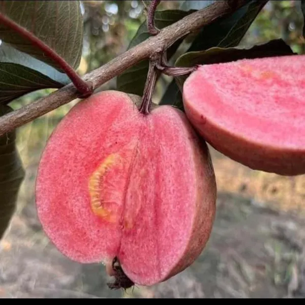 Black_Diamond_Guava_Layering/Grafted_Fruit_Plant_(1-2_Feet_Height)
