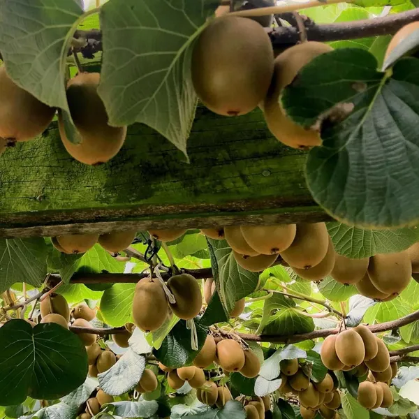 Allison_Kiwi_Grafted_Fruit_Live_Plant_(2-3_Feet_Height)
