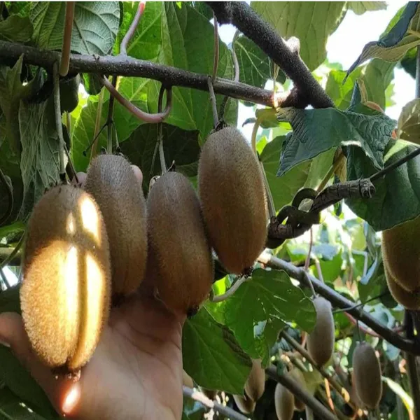 Allison_Kiwi_Grafted_Fruit_Live_Plant_(2-3_Feet_Height)
