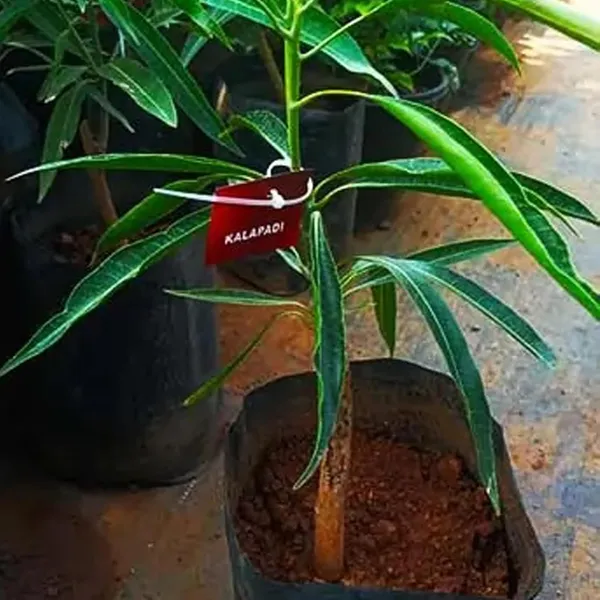 Kalapadi_Mango_Aam_Grafted_Fruit_Plant_(1.5-3_Feet_Height)