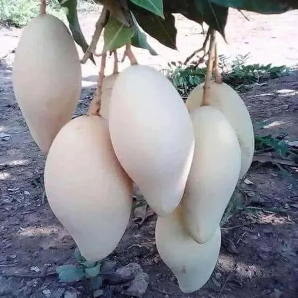 Thai_Nam_Dok_Mai_All_Time_Mango_Aam_Grafted_Fruit_Plant_(1.5-3_Feet_Height)