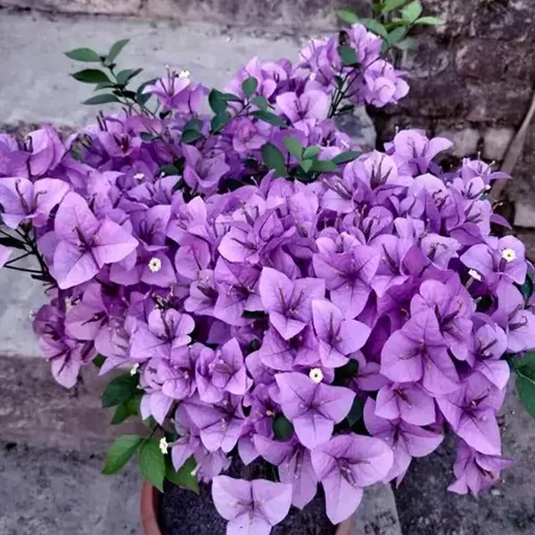 Purple_Colour_Bougainvillea_Kagoj_Ful_Shrubs_Flower_Plant_(1-2_Feet_Height)