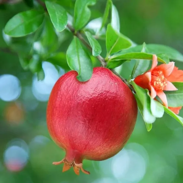 Ruby_Hybrid_Pomegranate_Anar_Layering/Grafted_Fruit_Plant_(1.5-3_Feet_Height)