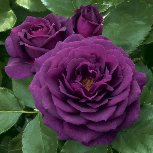 Violet_Rose_Fragrant_Flower_Plant_(1-2_Feet_Height)