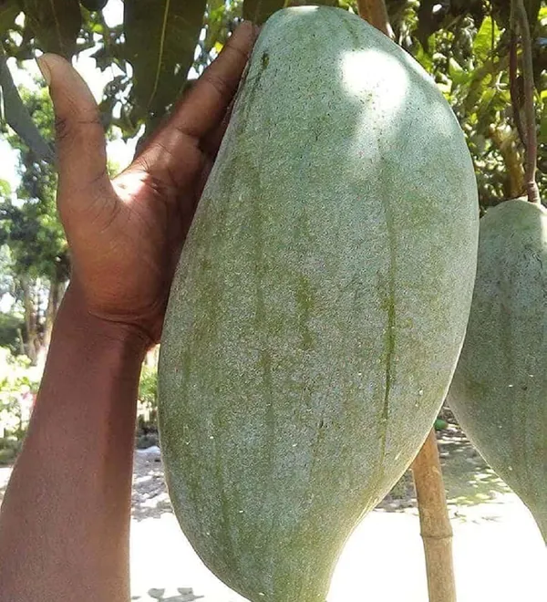 Brunei_King_Mango_Aam_Grafted_Fruit_Plant_(1.5-3_Feet_Height)