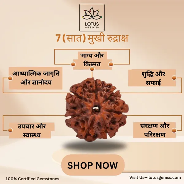 7_Mukhi_Rudhraksha_certified_(Nepali)