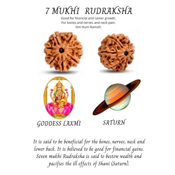 7_Mukhi_Rudhraksha_certified_(Nepali)__LOTUS GEMS__LOTUS GEMS