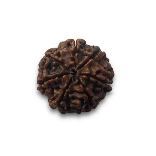 7_Mukhi_Rudhraksha_certified_(Nepali)