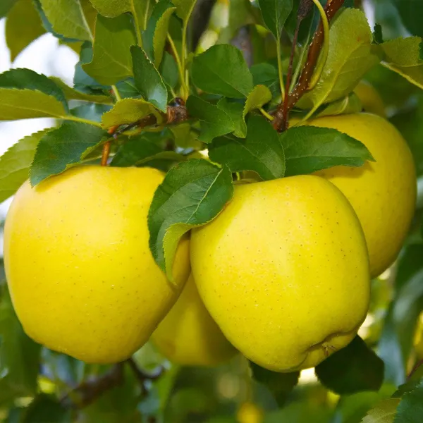 Aegle_marmelos_Apple_Plant