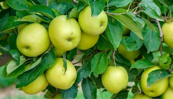 Aegle_marmelos_Apple_Plant
