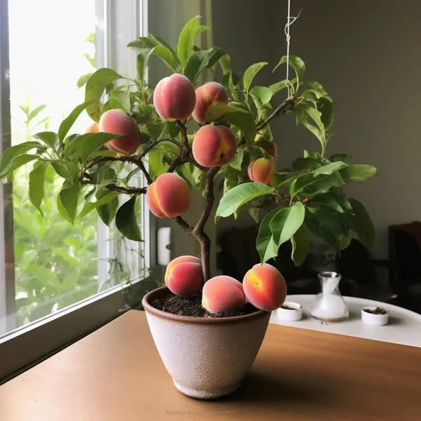 Amber_Jewel_Peach_Plant
