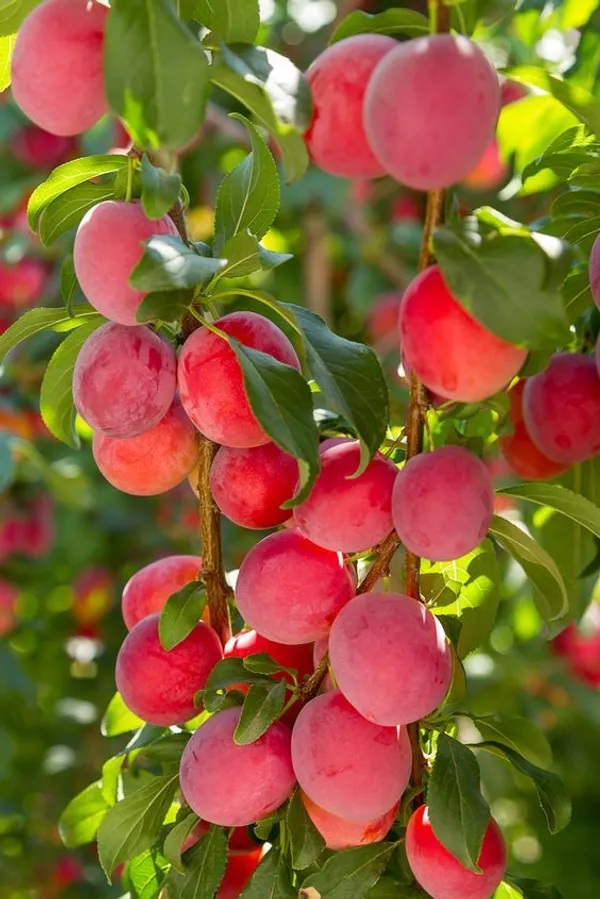 Amber_Jewel_Peach_Plant