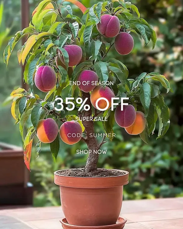 Amber_Jewel_Peach_Plant