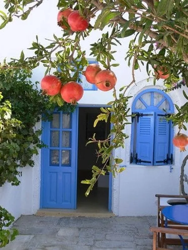 Ambrosia__Pomegranate_Plant_I_Grafted