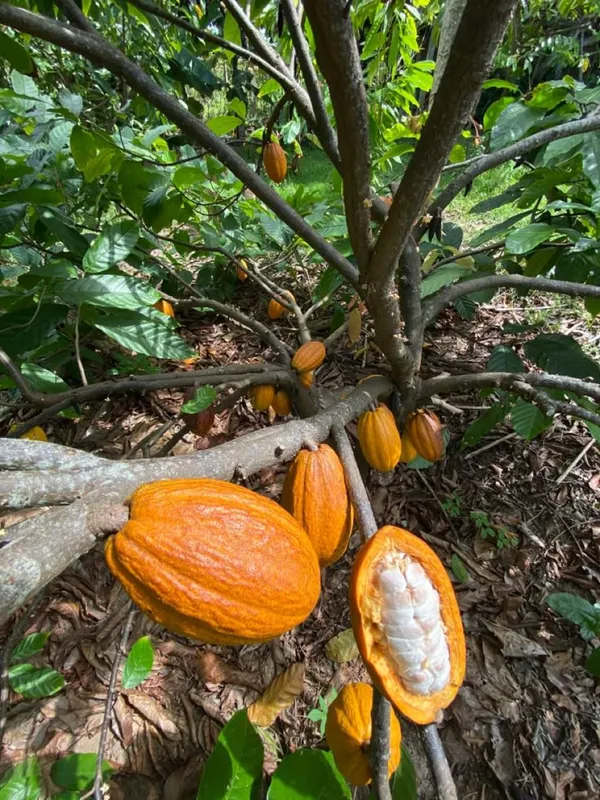 Amelonado_Coca_Plant