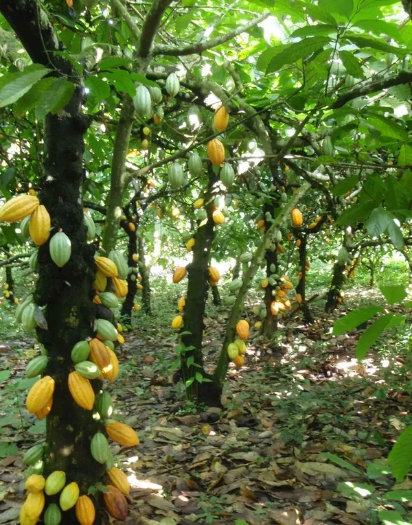 Amelonado_Coca_Plant