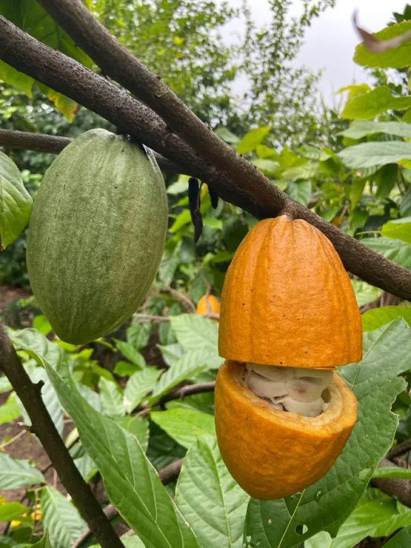 Amelonado_Coca_Plant