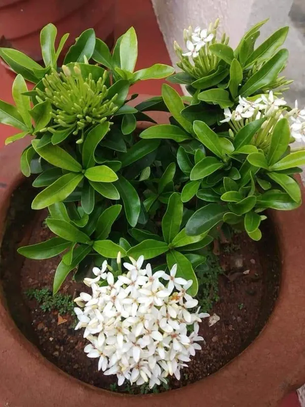 Beautyfull__White_Ixora_Plant_(Pack_Of_1)