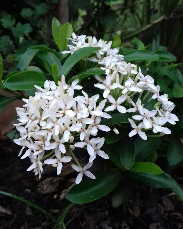 Beautyfull__White_Ixora_Plant_(Pack_Of_1)