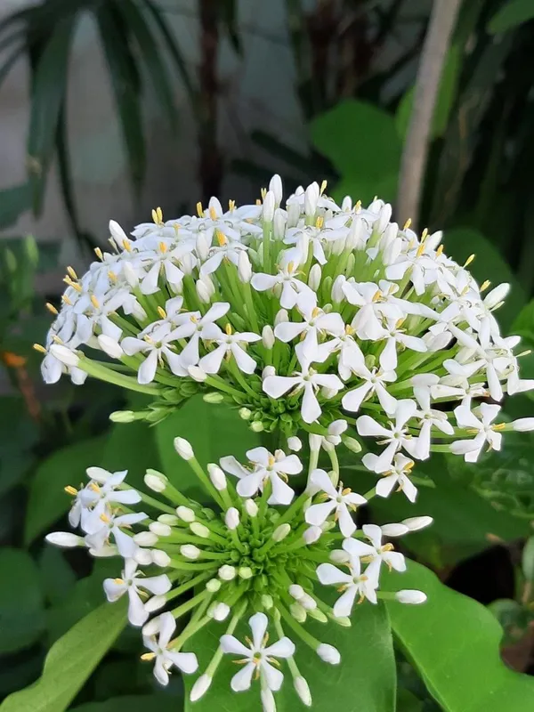 Beautyfull__White_Ixora_Plant_(Pack_Of_1)