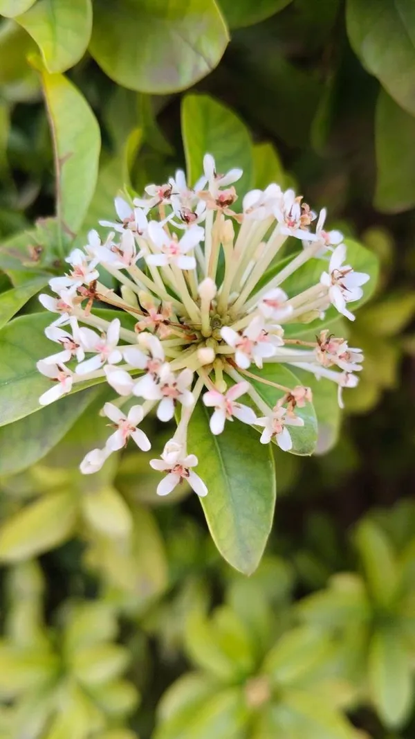 Beautyfull__White_Ixora_Plant_(Pack_Of_1)
