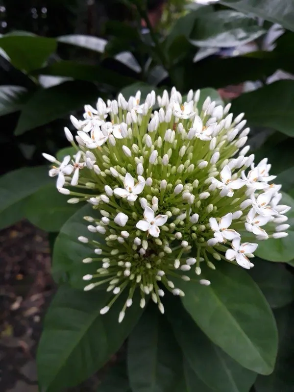 Beautyfull__White_Ixora_Plant_(Pack_Of_1)