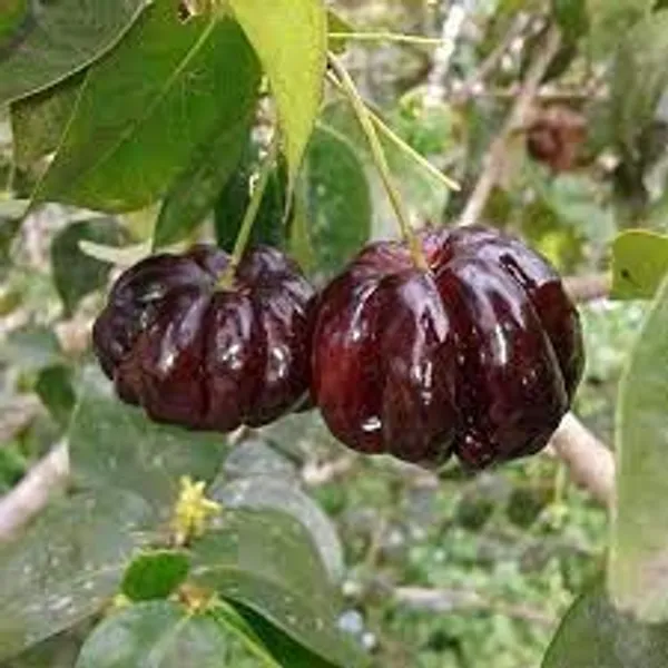 Black_Cherry_Plant