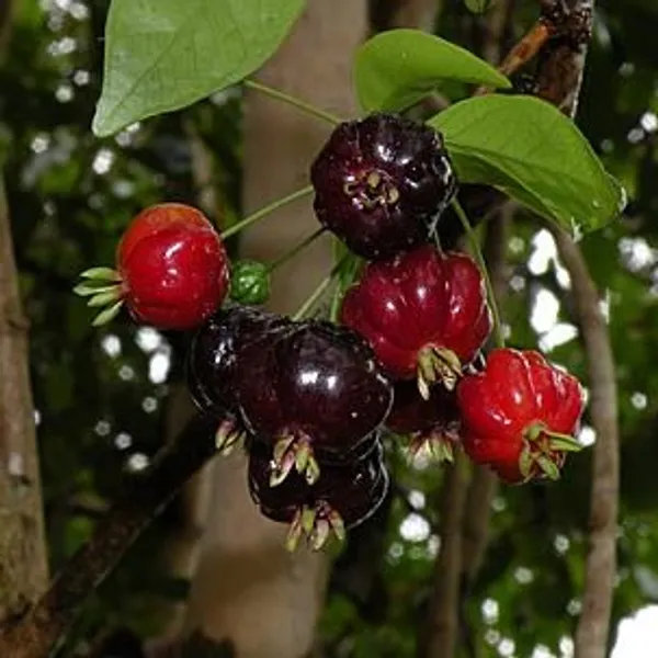 Black_Cherry_Plant