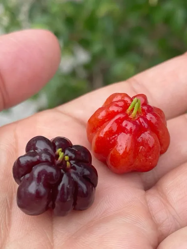 Black_Cherry_Plant